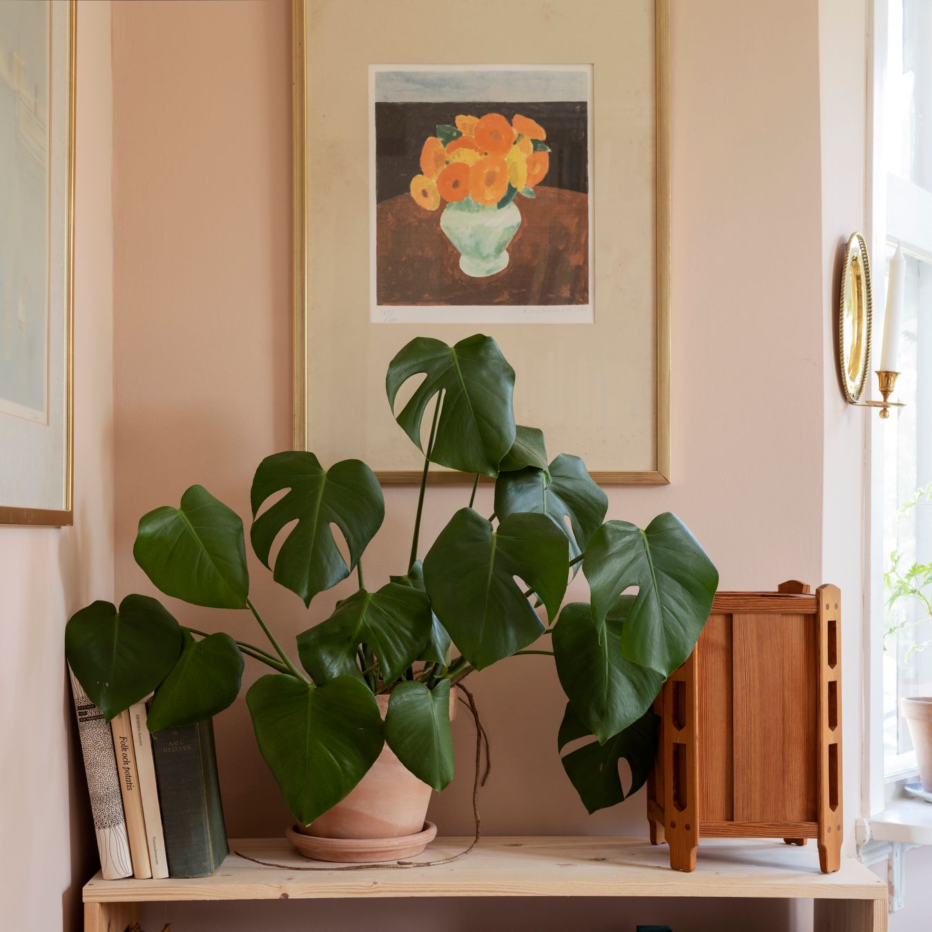 How to grow monstera deliciosa, the Swiss cheese plant