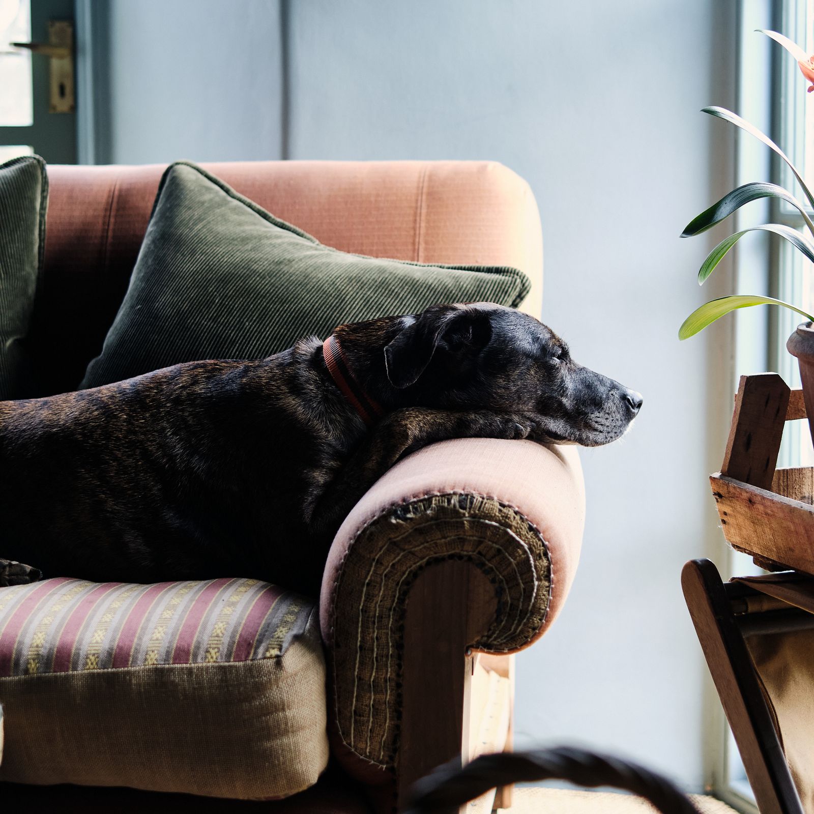 Pet-friendly houseplants for every room in the house